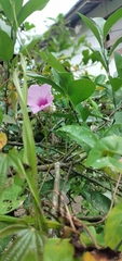 Ipomoea pedicellaris