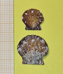 Flexopecten hyalinus