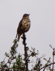 Turdus simensis