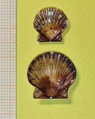 Flexopecten hyalinus