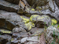 Chrysothrix chlorina