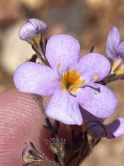 Chaenostoma subnudum