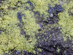 Chrysothrix chlorina