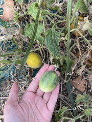 Cucumis melo agrestis