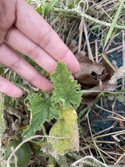 Cucumis melo agrestis