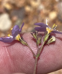 Chaenostoma subnudum