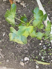 Jatropha gossypiifolia