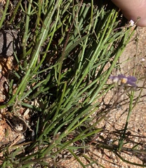 Chaenostoma subnudum