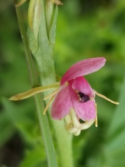 Oenothera sinuosa