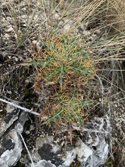 Ptilostemon hispanicus