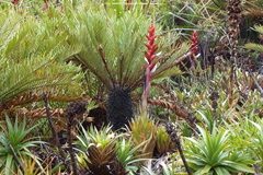 Guzmania confinis