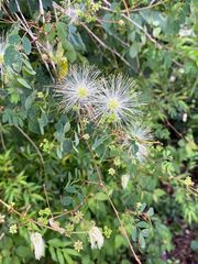 Pithecellobium keyense