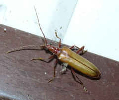 Centrodera decolorata