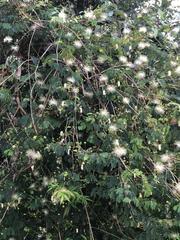 Pithecellobium keyense