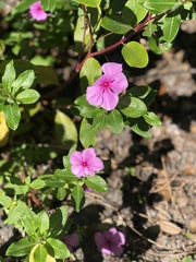 Catharanthus roseus image