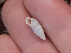 Mastus pupa