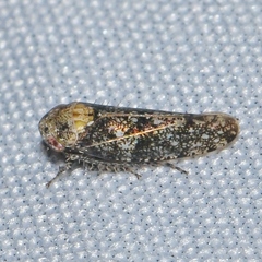 Paraphlepsius collitus