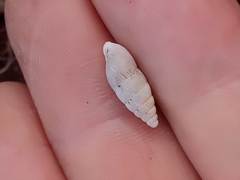 Mastus pupa