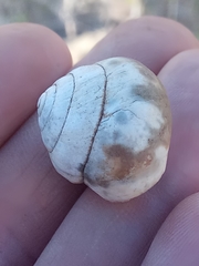Sphincterochila