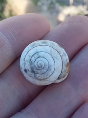 Sphincterochila