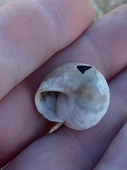 Sphincterochila