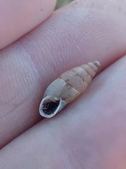 Mastus pupa