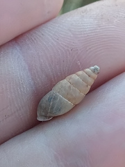 Mastus pupa