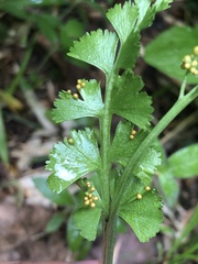 Botrychium lunaria image