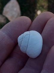 Sphincterochila