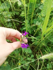 Anchusa officinalis