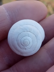 Sphincterochila