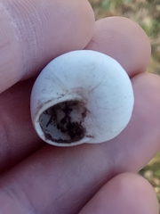 Sphincterochila