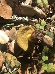 Xerocomellus truncatus