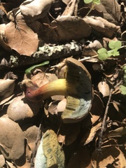 Xerocomellus truncatus