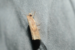 Camptozada mirabilis