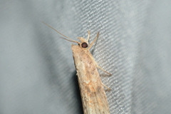 Camptozada mirabilis