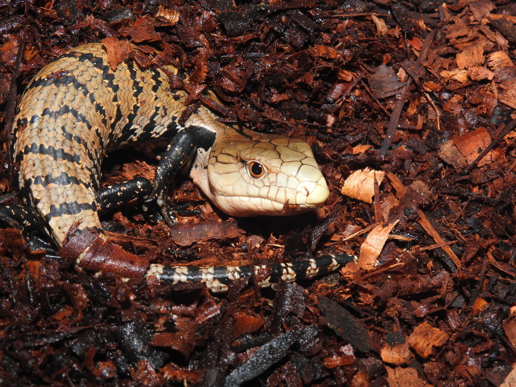 Scinque à langue bleue indonésien (Tiliqua gigas)