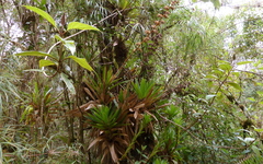 Guzmania multiflora