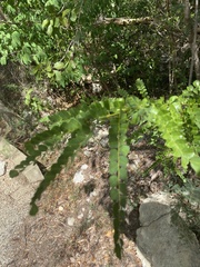 Pictetia