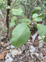 Thouinia striata portoricensis