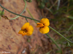 Adesmia papposa