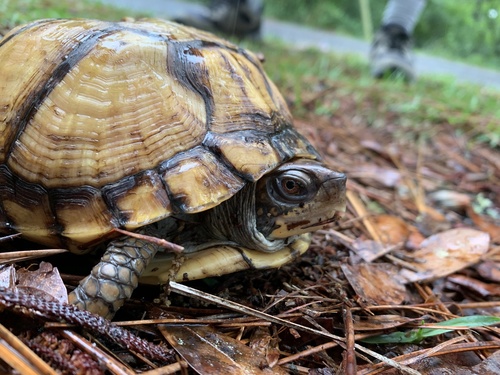 Common Box Turtle, photo 8 of 10
