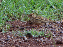 Alaudala somalica