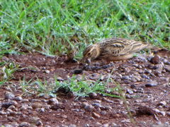 Alaudala somalica