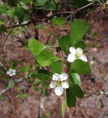 Crataegus lassa