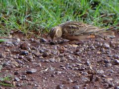 Alaudala somalica