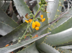 Adesmia papposa