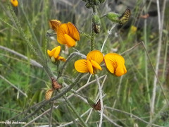 Adesmia papposa