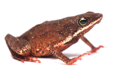 Amazophrynella moisesii