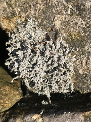 Stereocaulon vesuvianum